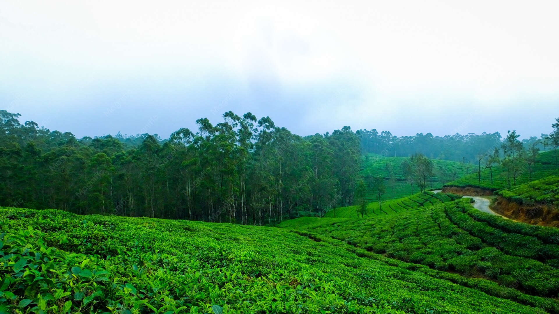 Misty tea glance through the morning fog